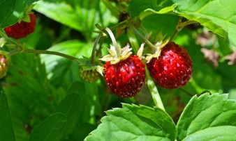 Нано дражета с екстракт от Дива ягода