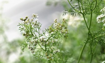 Нано дражета с екстракт от Кориандър
