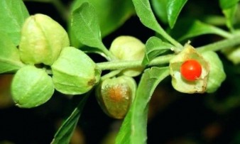 Нано дражета с екстракт от Витания - Индийски женшен